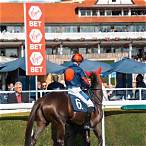 bet on races